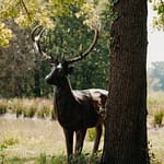 Statue de cerf dans le parc de l’Orangerie de Châtel