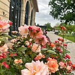 Roses devant l’Orangerie de Châtel à Cleppé