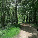 Chemin boisé dans le parc de l’Orangerie de Châtel