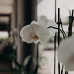 Orchidées blanches dans l’Orangerie de Châtel