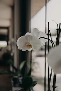 Orchidées blanches dans l’Orangerie de Châtel