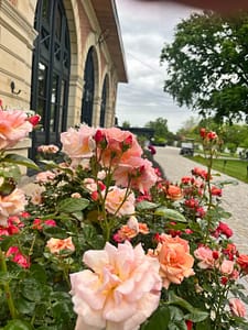 Roses devant l’Orangerie de Châtel à Cleppé