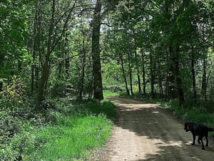 Chemin boisé dans le parc de l’Orangerie de Châtel
